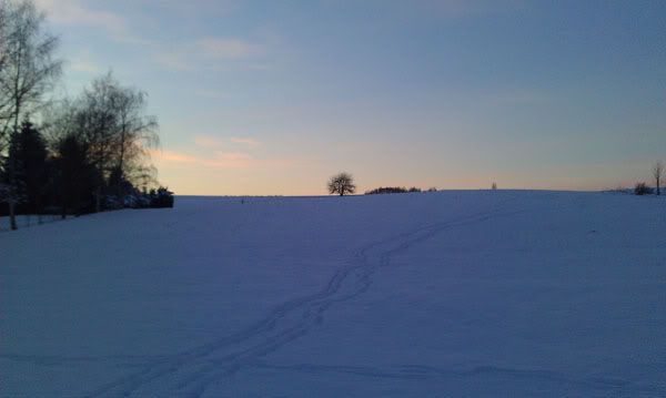 我很喜欢远处那棵树